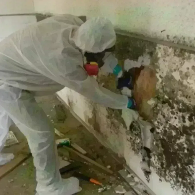 Mold Remediation and Removal in Portola, CA